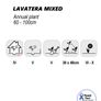 (L) Lavatera Seeds Mixed 1g (185363) Image 2