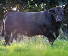 Liss Angus Bulls