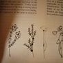 The Wicklow Way / A Natural History Field Guide/Ken Boyle & Orla Bourke/ 1990 Image 6