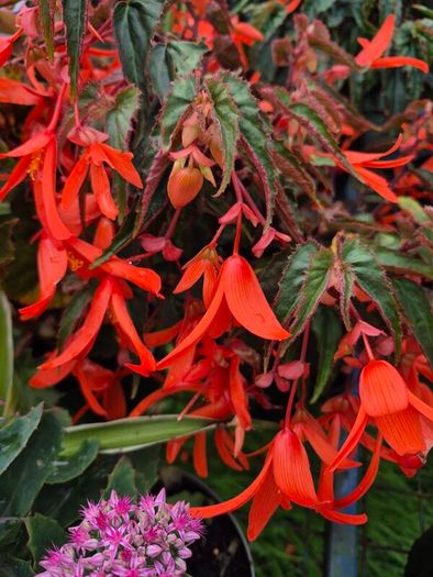 plants for sale