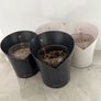 Lechuza Orchidea Self-Watering Pots x4 Slate Grey x2 & White Matte x2 Image 2