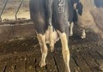 In calf cows