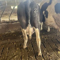 In calf cows