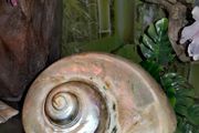 Large turban snail shell 16cm!!