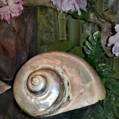 Large turban snail shell 16cm!!