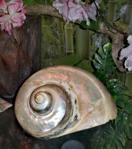 Large turban snail shell 16cm!!