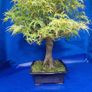 Mature Japanese Maple Bonsai Image 2