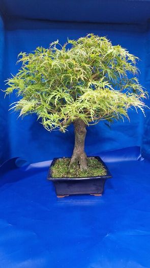 Mature Japanese Maple Bonsai