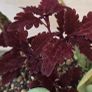 indoor plant Image 7