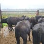 6 Aberdeen Angus heifers Image 8