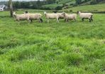 Organic sheep for Ballyjamesduff breeding sale