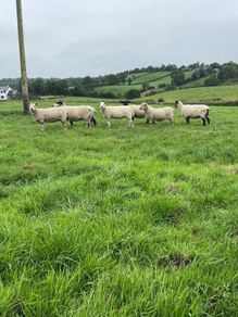Organic sheep for Ballyjamesduff breeding sale