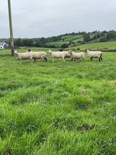 Organic sheep for Ballyjamesduff breeding sale