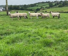 Organic sheep for Ballyjamesduff breeding sale