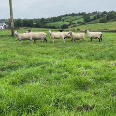Organic sheep for Ballyjamesduff breeding sale
