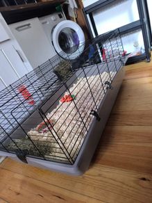 Rabbit Cage & Accessories