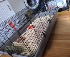 Rabbit Cage & Accessories