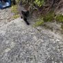kitten Image 2
