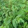 Hardy Fuchsia Hedging Image 4