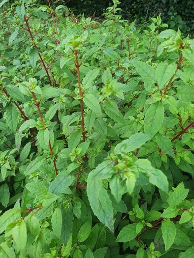 Hardy Fuchsia Hedging