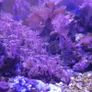 corals Image 2