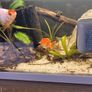 fish Image 2