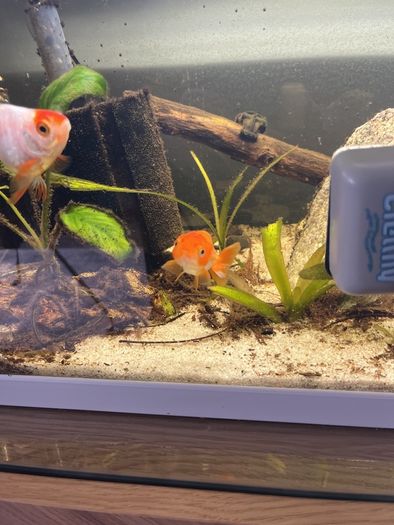 fish