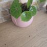 House plant Begonia Red Ruby Image 6