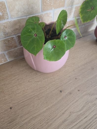 House plant Begonia Red Ruby