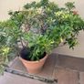 Big plant with clay pot Image 3