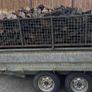 Last Load Black Coal Image 5