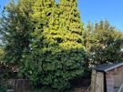 Gardening & Tree Service Image 5
