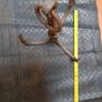 Vintage hook Anchor Image 2