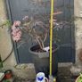 Sambucus Nigra in very large pot Image 4