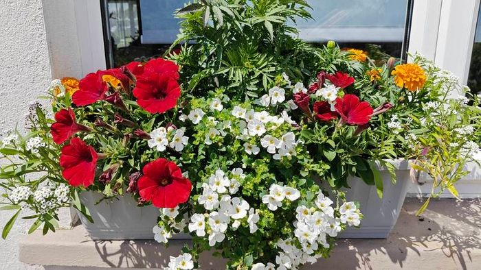Window box