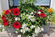 Window box