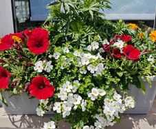 Window box