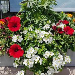 Window box