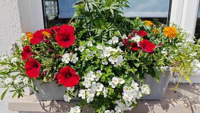Window box