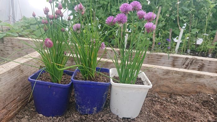 Fine Leaved Chive Plants / Chive Seeds