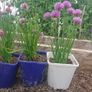 Fine Leaved Chive Plants / Chive Seeds Image 3