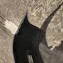 Seat Ibiza Mk3 Front Bumper Image 6