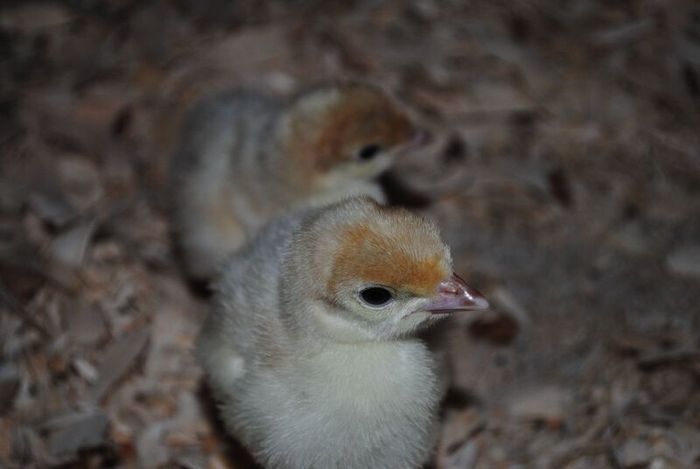 Turkeys (poultry) Delivery Dates