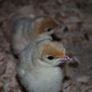 Turkeys (poultry) Image 3