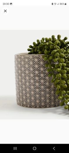 plant