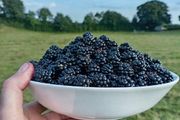 Blackberries