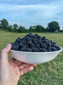 Blackberries