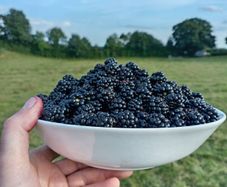 Blackberries