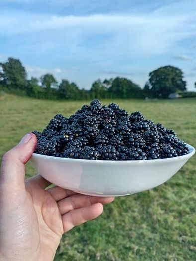 Blackberries