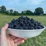 Blackberries Image 2